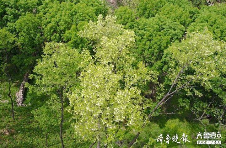 济南南山近万亩槐花开放香醉游客，比市区晚了二十多天